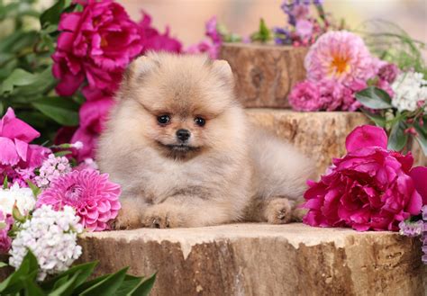 Mini Pomeranian Puppies for Sale | Buy Tiny Pom Puppy in London