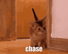 Chase Beating GIF - Chase Beating Kung - Discover & Share GIFs