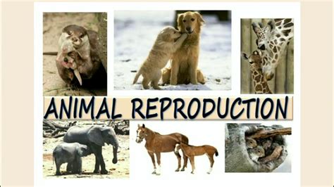 Animal Reproduction - YouTube