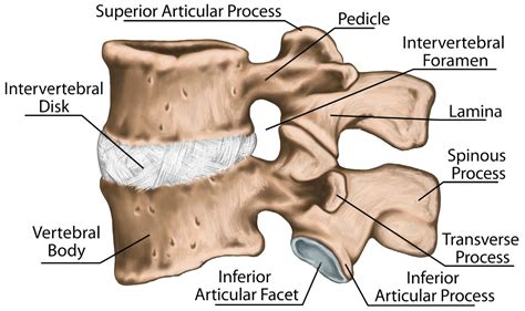 Lumbar Transverse Process Fractures: Science Based - Chiropractic Scientists | 915-850-0900