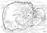 Porcupines Coloring Pages  ColoringBay sketch template