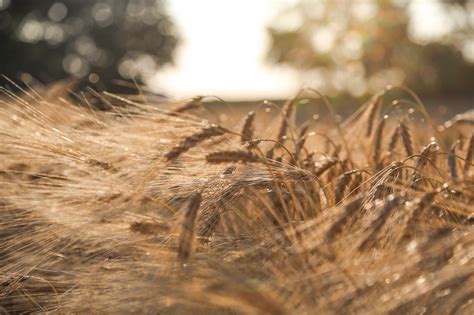 Barley Summer Field - Free photo on Pixabay