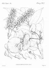 Botany Coloring Pages  Home sketch template