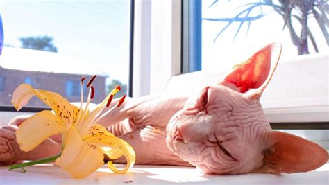 Sphynx Cat Care: How to Bathe a Hairless Cat | PetsAndVetsOnline.co.uk