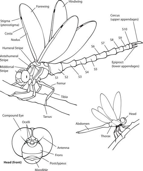 External Dragonfly Anatomy | Dragonfly art, Dragonfly drawing, Dragonfly