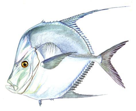 Lookdown - Delaware Fish Facts