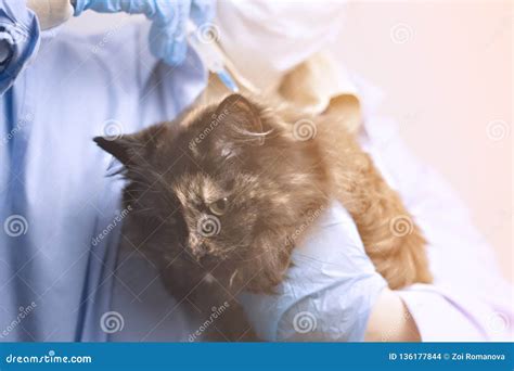 A Veterinarian Makes an Injection of a Vaccine To a Pet Cat Stock Photo ...