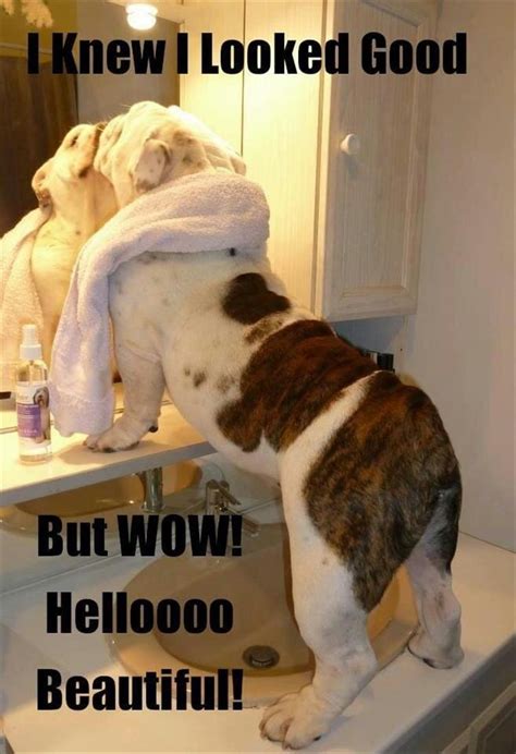 Funny Pictures Of Animals ~ wallpapers22c