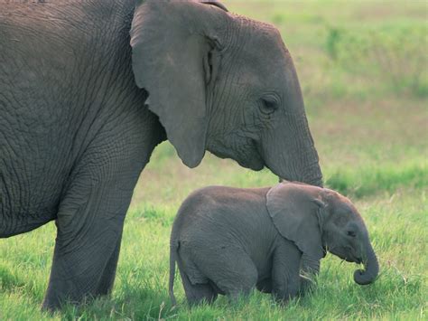 Baby Elephant Who Animal