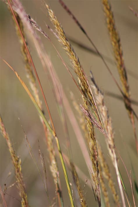 prairie grasses | Grass, English garden, Backyard living