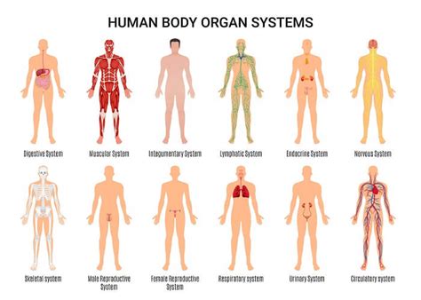 Body Systems - The Definitive Guide | Biology Dictionary