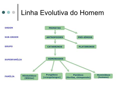 Filogenia molecular