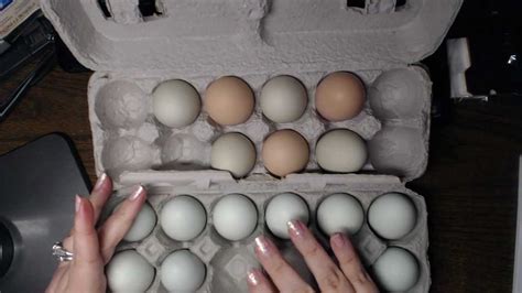 Backyard Chickens' Eggs - YouTube