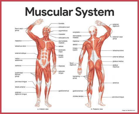 The Muscular System Pictures - koibana.info | Muscular system anatomy ...