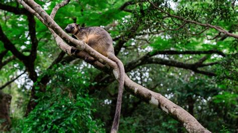 Atherton Tablelands tree kangaroos; Lumholtz Lodge; Eyes on Wildlife