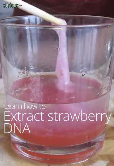 Strawberry dna extraction lab – Artofit