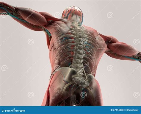 human backbone anatomy