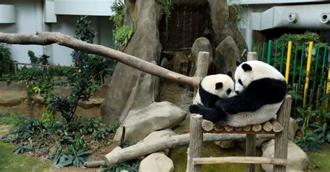 Malaysia welcomes its third giant panda cub | New Straits Times