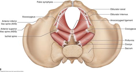 Pelvic Muscles Anatomy