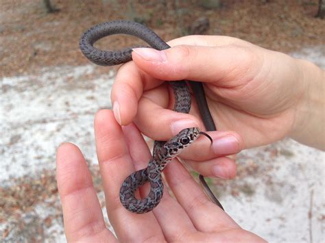 identifying baby snakes in florida - Refugio Jewell