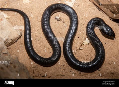 Walterinnesia aegyptia known commonly as desert black snakes or black desert cobras, which are ...