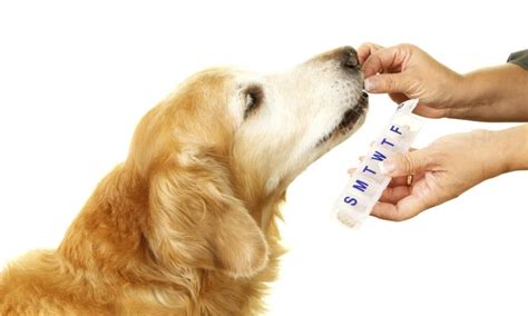 Galliprant Dosage Chart for Dogs: Risks, Side Effects, Dosage, and More ...