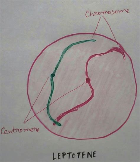 Meiosis I |Telophase I | Metaphases I | Definition of Leptotene