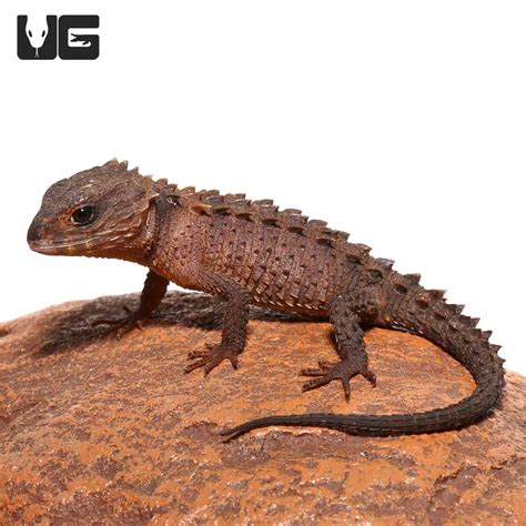 White Eyed Crocodile Skinks For Sale - Underground Reptiles