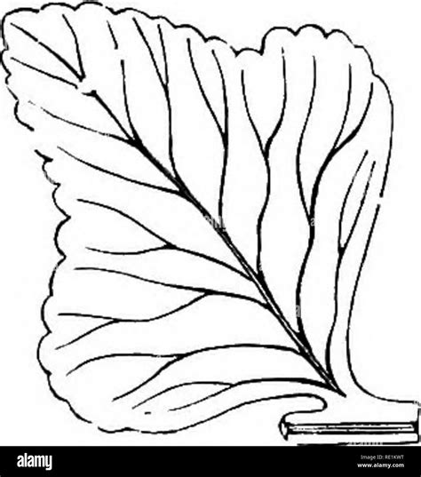 . A manual of botany. Botany. Fig. 119.. Fig. 116. Leaf showing the ...