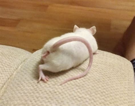 This is how my mouse keeps his tail all the time. Is he alright? Acts normal otherwise : r/PetMice