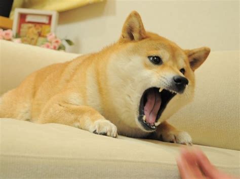 Doge Meme - Much Wow Dog - Funny Shiba Inu Meme