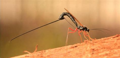 New wasp species with a giant stinger discovered in Amazonia - Nexus Newsfeed