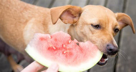 Best Fruits For Dogs - Encycloall