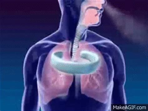 Respiratory System 3D on Make a GIF