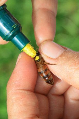 Marking a Queen bee © Éric Tourneret | Bee keeping, Honey bee, Honey bee farming