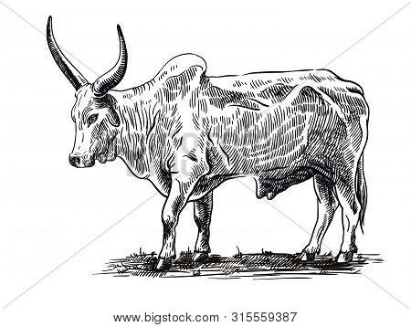 Sketch Bull Drawn By Vector & Photo (Free Trial) | Bigstock