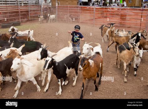 Galisteo, New Mexico, United States. Galisteo Rodeo. Little boy tries his hand at goat roping ...