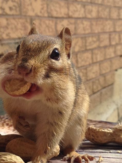 2021 Mar - Chipmunks Eating - Procyon Wildlife