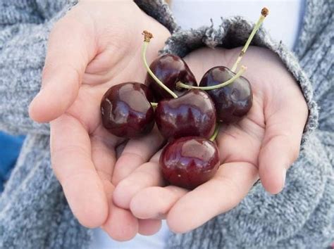 Flathead Lake Cherry Festival: Event at the Polson / Flathead Lake KOA ...