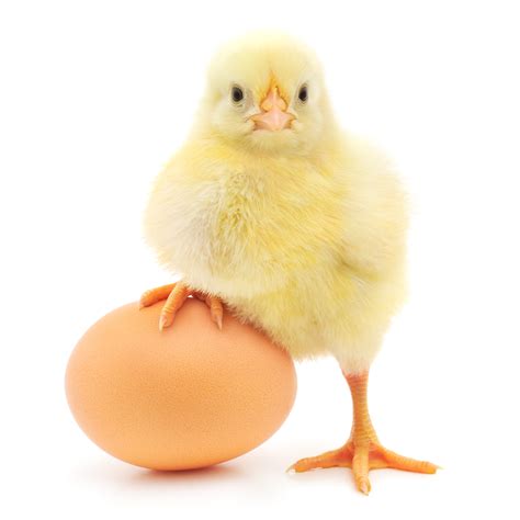 What Came First the Chicken or the Egg?