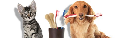 Cat & Dog Teeth Cleaning in Arvada - Arvada Veterinary Hospital