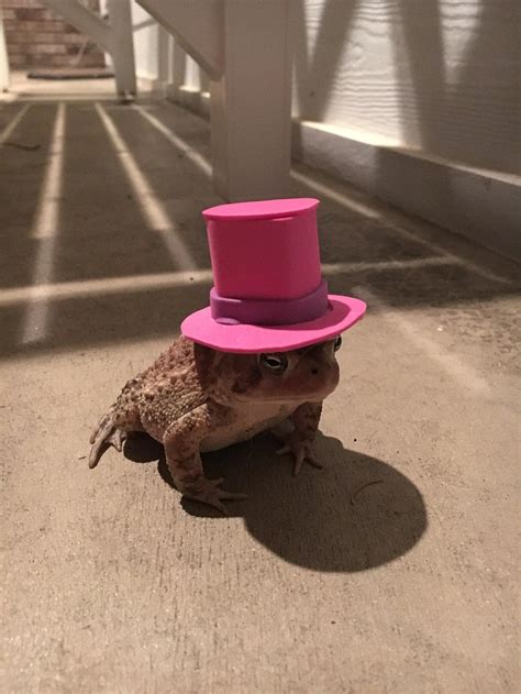 This Guy Creates Funny Hats for the Friendly Toad That Lives on His ...