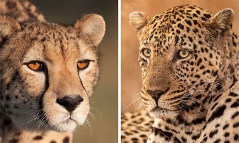 Cheetahs Vs Leopards in Africa | Tanzania Safaris Tours