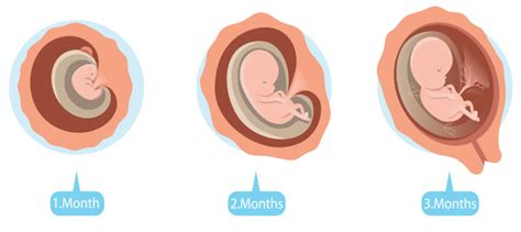 3 Month Baby Image In Pregnancy - Baby Viewer