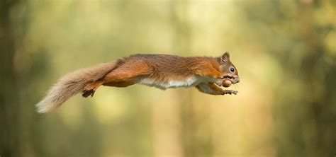 How I Got the Shot: "Jumping Red Squirrel", Will Nicholls