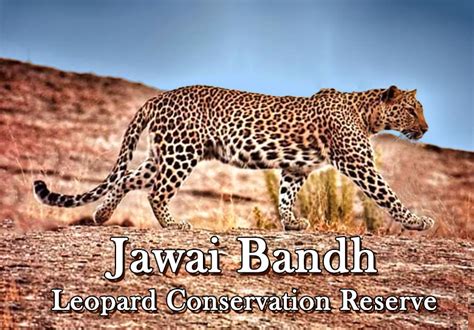 Jawai Leopard Conservation Reserve - A Complete Guide
