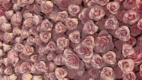 Download Beautiful, Bright Wall background with Roses. Elegant, Floral Wallpaper with Romantic ...