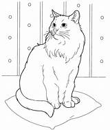 Cat Coloring Pages For Adults  Best Kids sketch template