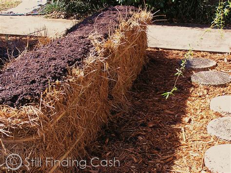 Still Finding Cash: (2) Hay Bale Gardening - Update