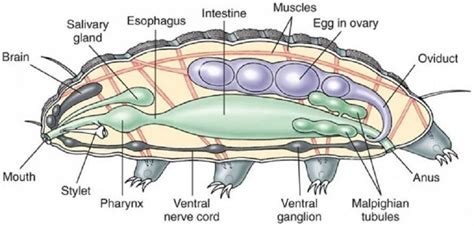 Observation Microscopique - Tardigrade | Animaux, Science